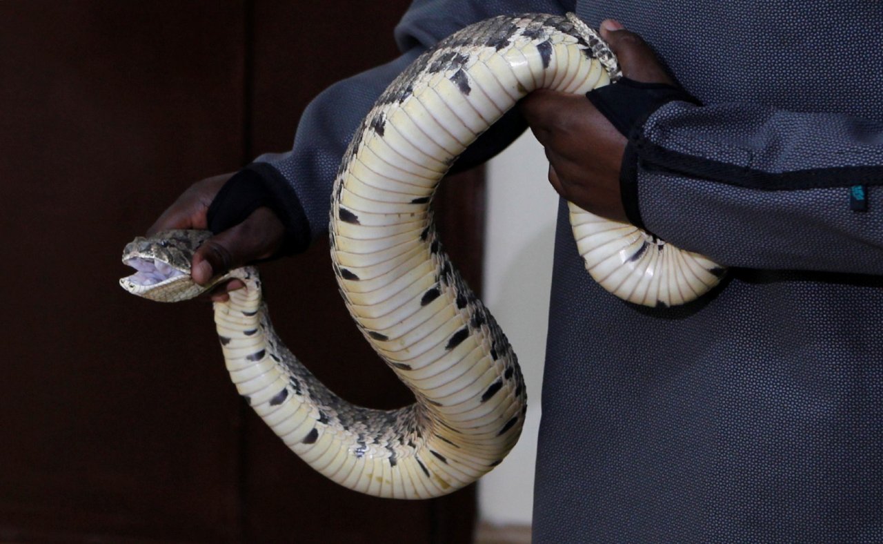 How we tracked the eating habits of snakes in Africa with the help of a  Facebook group