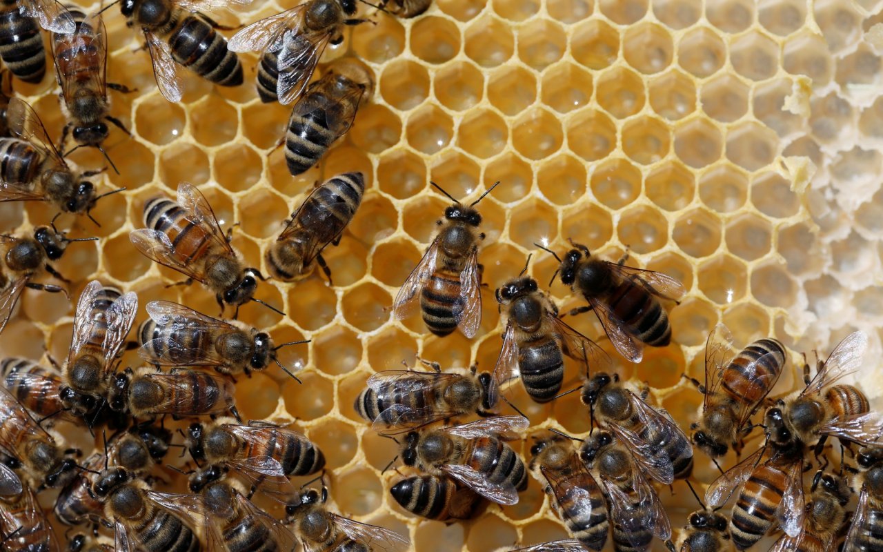 How Do Honeybees Stay Safe Without Social Distancing? | The National Interest