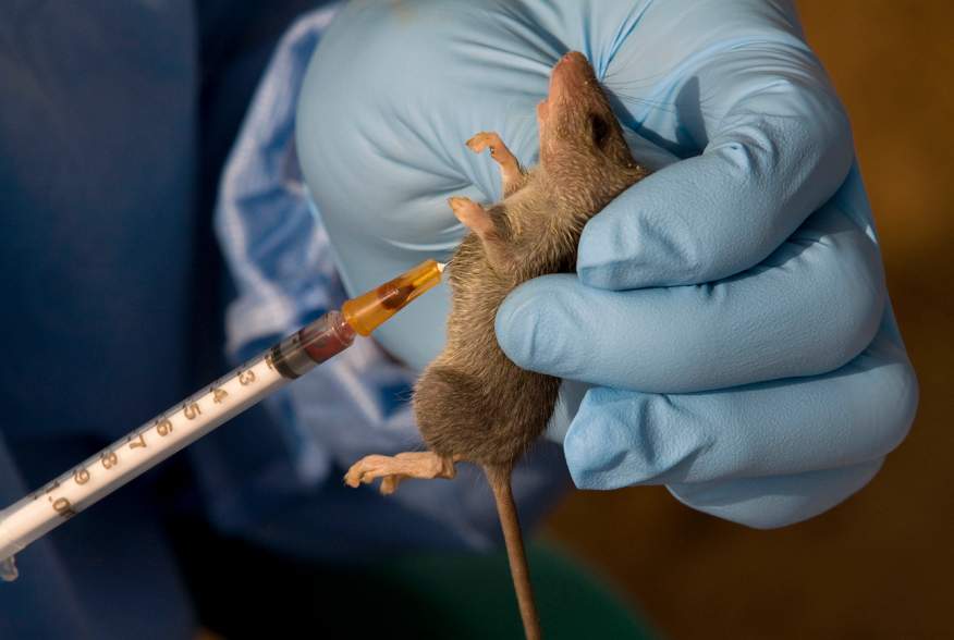 An ecologist extracts a sample of blood from a Mastomys Natalensis rodent in the village of Jormu in southeastern Sierra Leone February 8, 2011