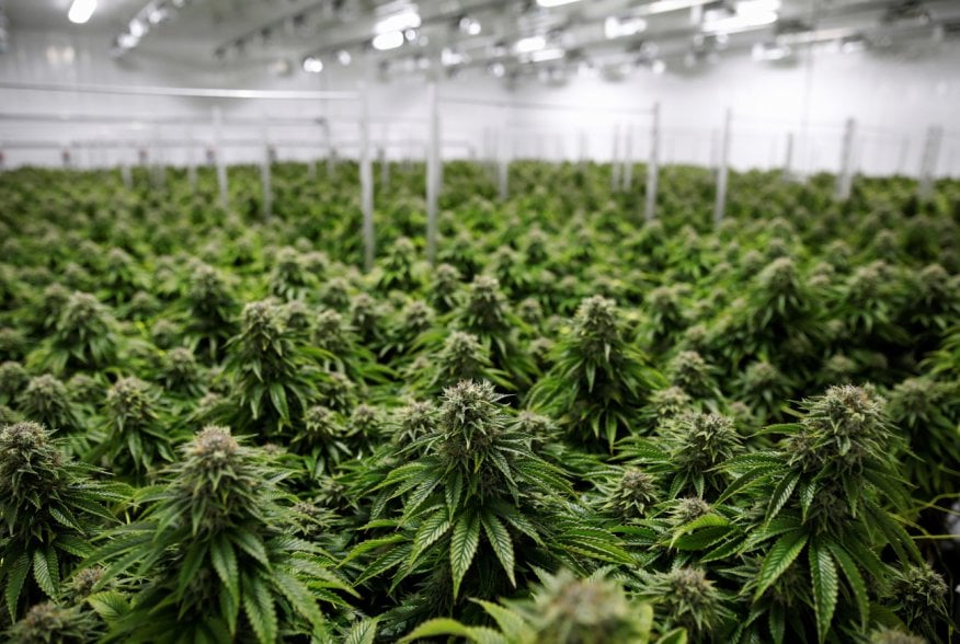 Chemdawg marijuana plants grow at a facility in Smiths Falls, Ontario, Canada October 29, 2019. REUTERS/Blair Gable