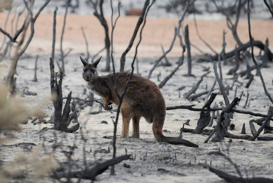 A wallaby is seen on in burnt bushland on Kangaroo Island, Australia January 19, 2020. REUTERS/Tracey Nearmy