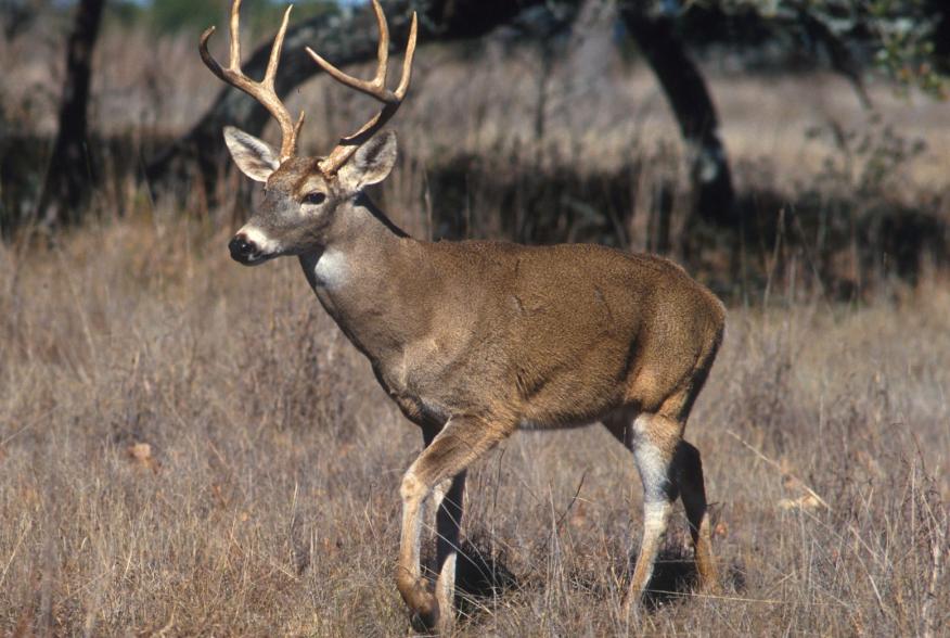 https://upload.wikimedia.org/wikipedia/commons/b/b7/White-tailed_deer.jpg