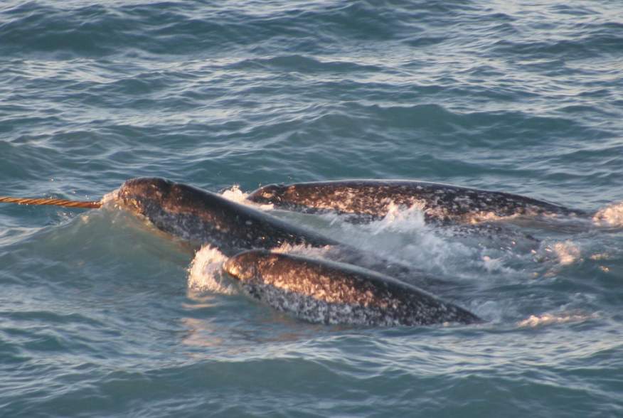 A pod of narwhals. Note the spiral configuration of the single tusk.