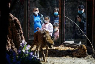 Visitors wearing protective masks look at cheetahs at the Beijing Zoo, during the new coronavirus disease (COVID-19) outbreak, in Beijing, China April 3, 2020. REUTERS/Thomas Peter