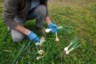 Tomas Alduaga cleans spring onions at the Lurkoi organic farm, during the coronavirus disease (COVID-19) outbreak, Busturia, Spain, April 20, 2020. Picture taken April 20, 2020. REUTERS/Vincent West