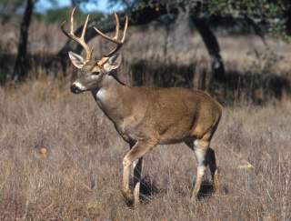 https://upload.wikimedia.org/wikipedia/commons/b/b7/White-tailed_deer.jpg