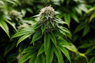 Chemdawg marijuana plants grow at a facility in Smiths Falls, Ontario, Canada October 29, 2019. REUTERS/Blair Gable
