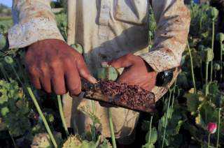 Raw opium from a poppy head is seen at a poppy farmer's field on the outskirts of Jalalabad, April 28, 2015. REUTERS/Parwiz