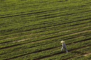 A farmer walks through a field bordering Highway 99 in Turlock, California April 22, 2015. REUTERS/Robert Galbraith