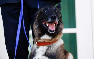 Conan, the U.S. military dog that participated in and was injured in the U.S. raid in Syria that killed ISIS leader Abu Bakr al-Baghdadi, stand on the colonnade of the West Wing of the White House for a photo opportunity with President Donald Trump
