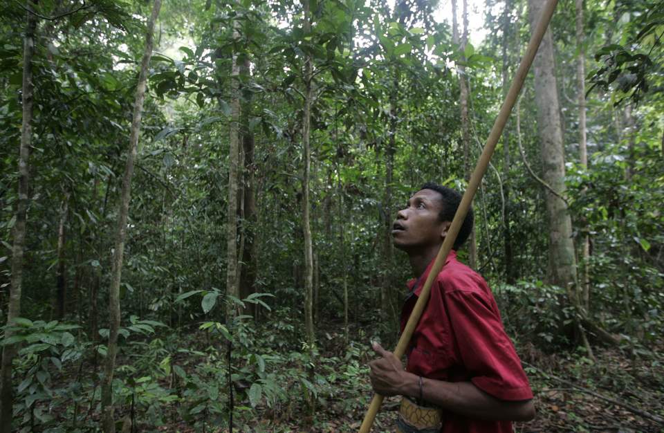 The Medicine Plant That Could Have Changed the World. | The National ...