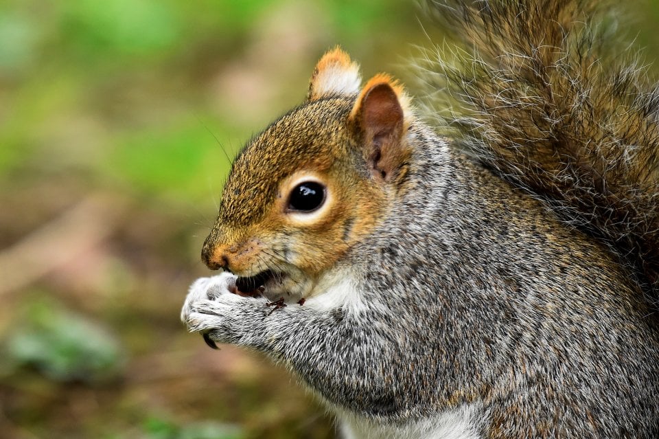 Army Scientists Study Squirrels (Yes) to Develop New Robots | The ...