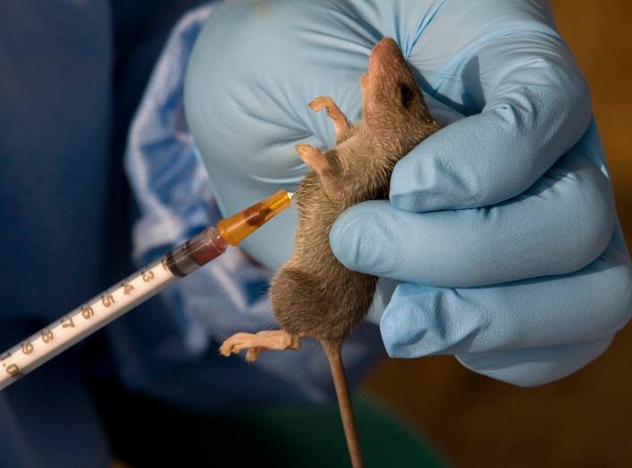 An ecologist extracts a sample of blood from a Mastomys Natalensis rodent in the village of Jormu in southeastern Sierra Leone February 8, 2011