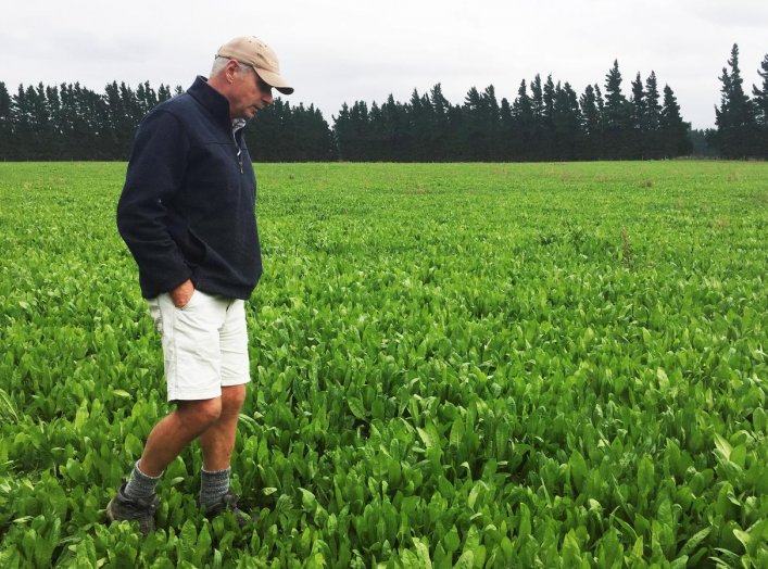 Farmer Dave Harper inspects a field of chicory herbs carefully selected for grazing a special variety of lamb known as "Te Mana lambs", bred for their high omega 3 content, on a farm in Windwhistle, New Zealand, March 14, 2019. Picture taken March 14, 201