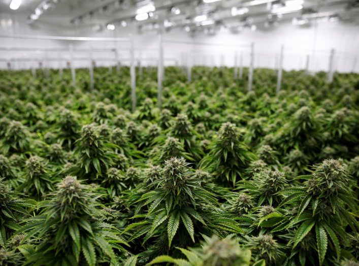 Chemdawg marijuana plants grow at a facility in Smiths Falls, Ontario, Canada October 29, 2019. REUTERS/Blair Gable