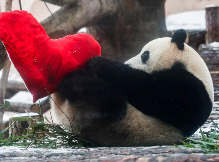 Giant male panda Ru Yi plays with a heart-shaped pillow on Valentine's Day at the Moscow Zoo in the capital Moscow, Russia February 14, 2020. REUTERS/Maxim Shemetov