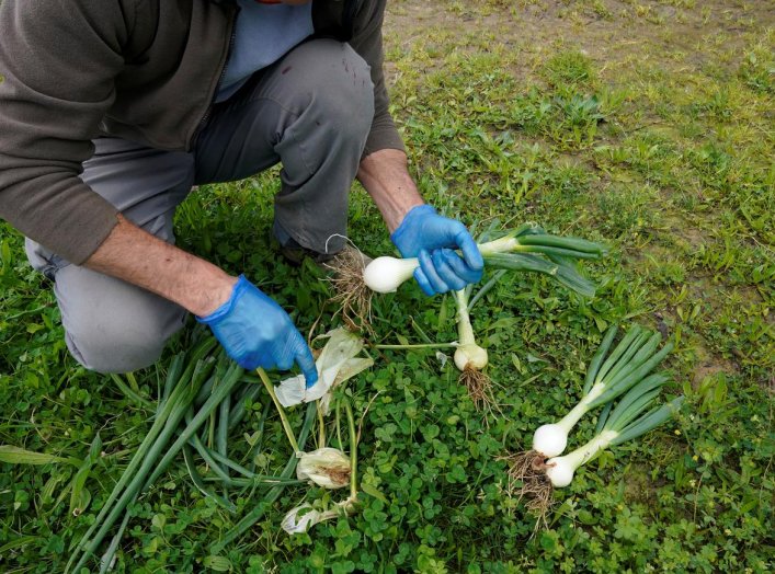 Tomas Alduaga cleans spring onions at the Lurkoi organic farm, during the coronavirus disease (COVID-19) outbreak, Busturia, Spain, April 20, 2020. Picture taken April 20, 2020. REUTERS/Vincent West