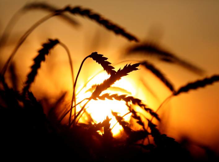 A view shows ears of wheat in a field owned by the "Siberia" farming company during sunset outside the village of Ogur in Krasnoyarsk Region, Russia September 8, 2019. Picture taken September 8, 2019. REUTERS/Ilya Naymushin