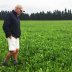 Farmer Dave Harper inspects a field of chicory herbs carefully selected for grazing a special variety of lamb known as "Te Mana lambs", bred for their high omega 3 content, on a farm in Windwhistle, New Zealand, March 14, 2019. Picture taken March 14, 201