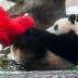 Giant male panda Ru Yi plays with a heart-shaped pillow on Valentine's Day at the Moscow Zoo in the capital Moscow, Russia February 14, 2020. REUTERS/Maxim Shemetov