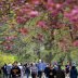 People are seen beneath blossoming trees in Central Park during the outbreak of the coronavirus disease (COVID-19) in Manhattan, New York City, New York, U.S., April 19, 2020. REUTERS/Andrew Kelly