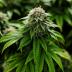 Chemdawg marijuana plants grow at a facility in Smiths Falls, Ontario, Canada October 29, 2019. REUTERS/Blair Gable