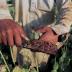 Raw opium from a poppy head is seen at a poppy farmer's field on the outskirts of Jalalabad, April 28, 2015. REUTERS/Parwiz