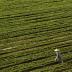 A farmer walks through a field bordering Highway 99 in Turlock, California April 22, 2015. REUTERS/Robert Galbraith